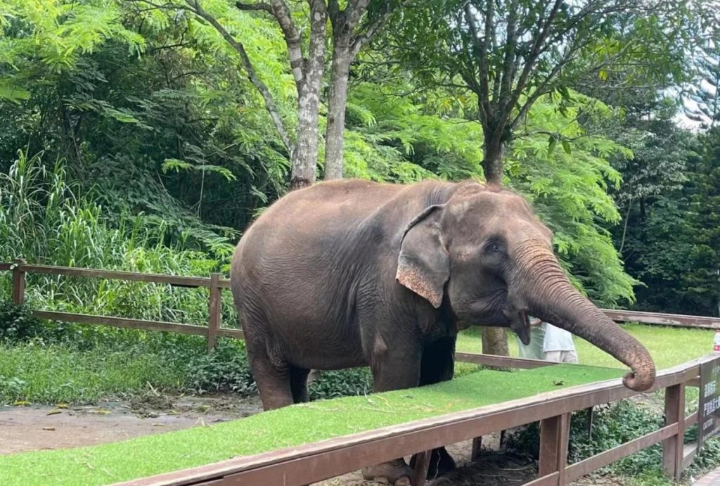Asian Elephant