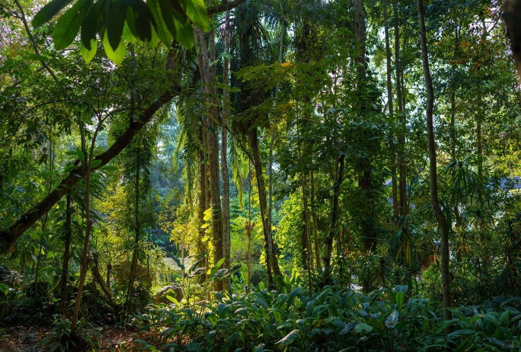 Tropical rainforests in Xishuangbanna