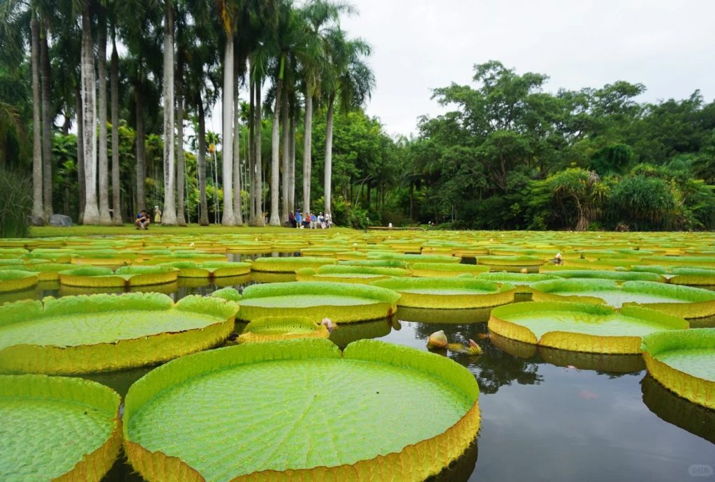 Victoria water lily