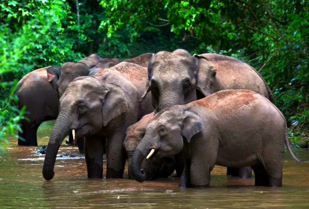 Wild elephants