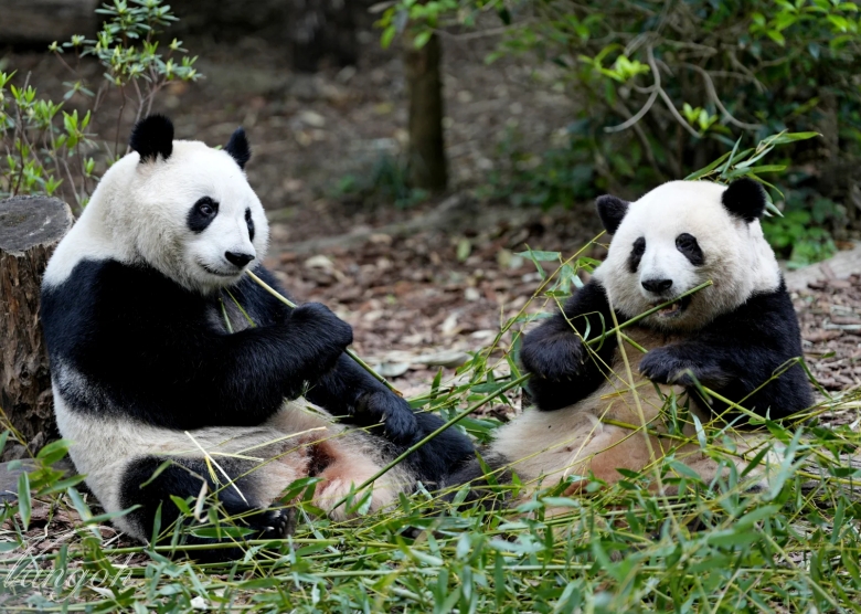 Where to Stay in Chengdu: Best Areas for Every Traveler