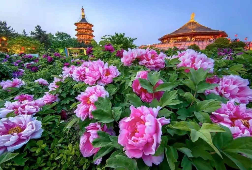 Luoyang's Peonies